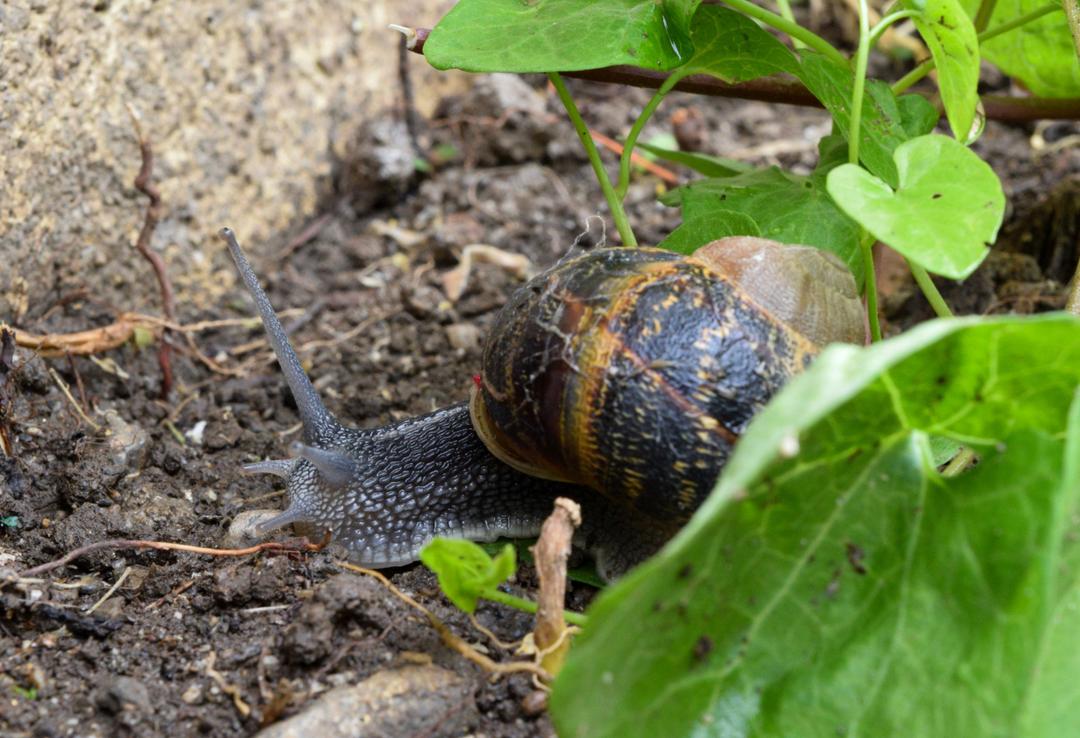 Comment se reproduisent les escargots et à quelle période — free download